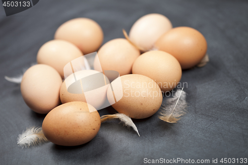 Image of Farm chicken eggs and feathers