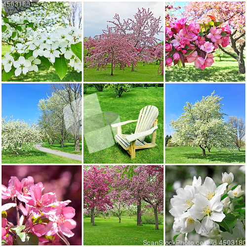 Image of Blooming spring trees collage
