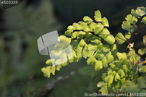 Image of Delta maidenhair fern