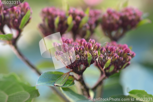 Image of Rose glorybower