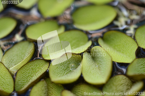 Image of Giant salvinia