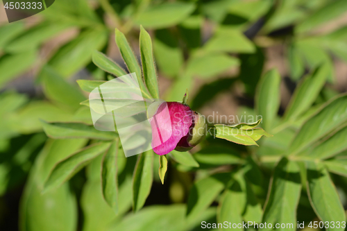 Image of Low peony