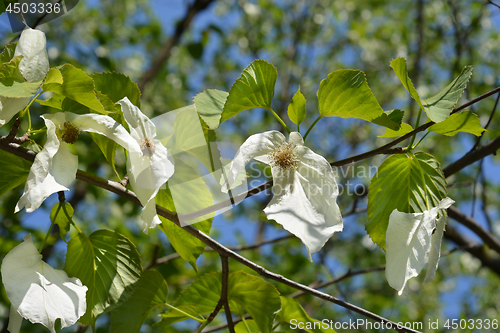 Image of Handkerchief tree