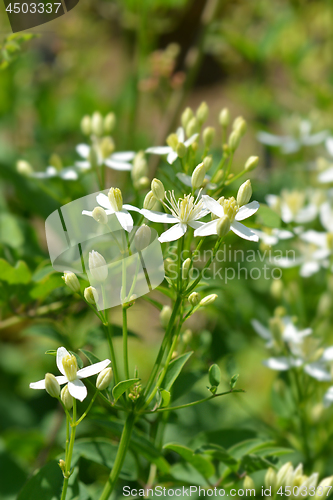 Image of Erect clematis