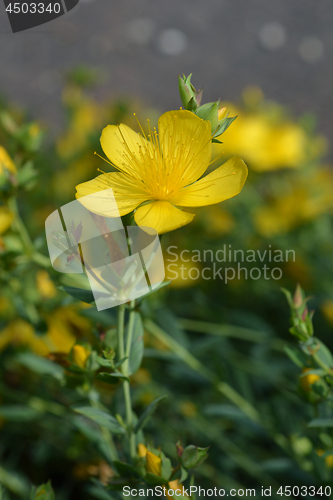 Image of Mount Olympus St Johns-wort