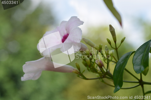 Image of Pink bower vine
