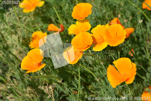 Image of Golden poppy flower