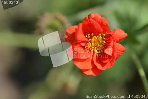 Image of Cinquefoil Gibsons Scarlet