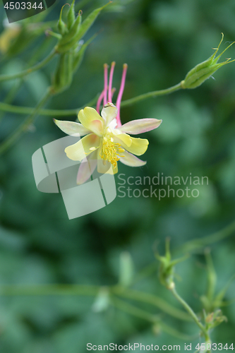 Image of Golden columbine