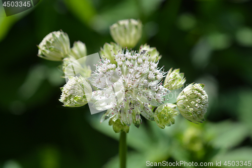 Image of Carnic masterwort