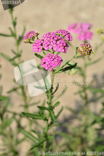 Image of Summer Pastels yarrow