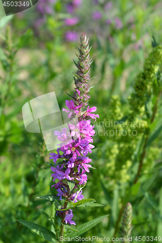 Image of Purple lythrum