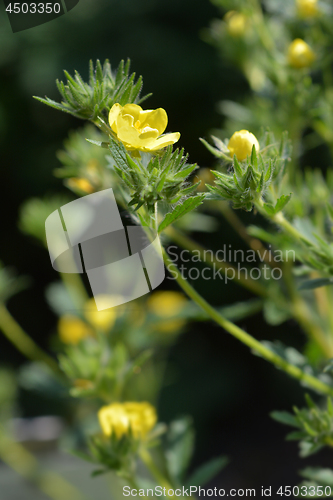 Image of Sulphur cinquefoil