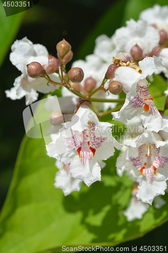 Image of Southern catalpa