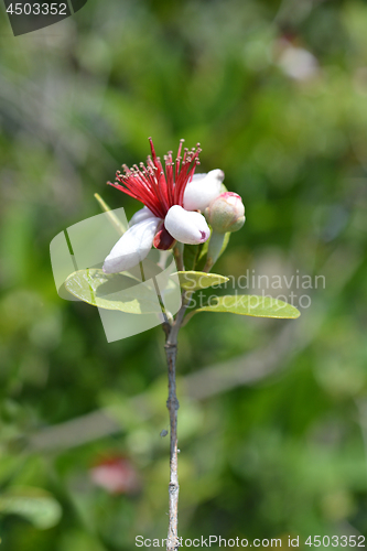 Image of Feijoa flowers