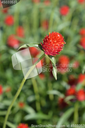 Image of Red globe amaranth
