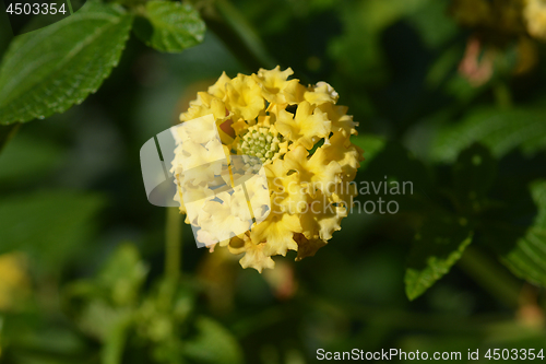 Image of Shrub verbena flower