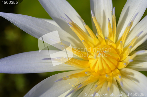 Image of Blue Egyptian lotus