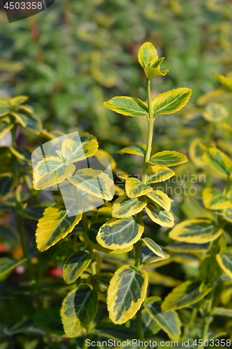 Image of Spindle Emerald n Gold