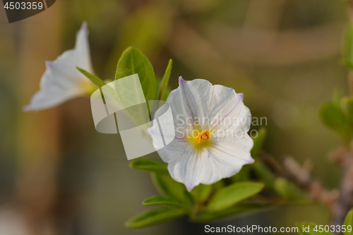 Image of White potato bush