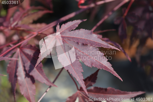 Image of Purple Japanese maple