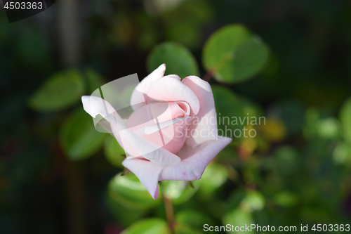 Image of Rose Ballerina