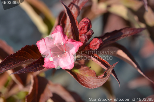 Image of Bristol Ruby Weigela