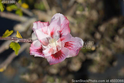 Image of Rose of Sharon Hamabo