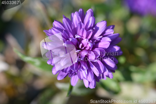 Image of Michaelmas daisy Victoria