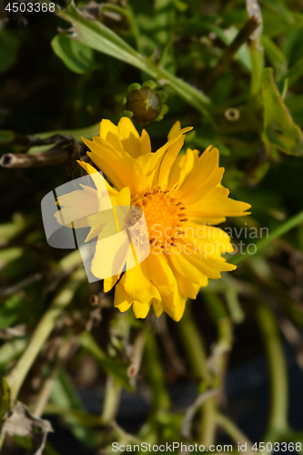 Image of Tickseed Corey Yellow