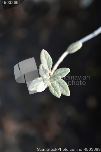 Image of Tree germander