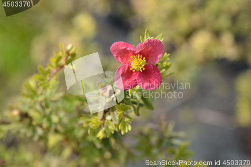 Image of Shrubby Cinquefoil Danny Boy