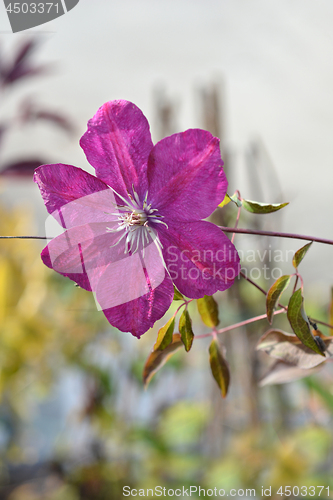 Image of Clematis Red Cardinal