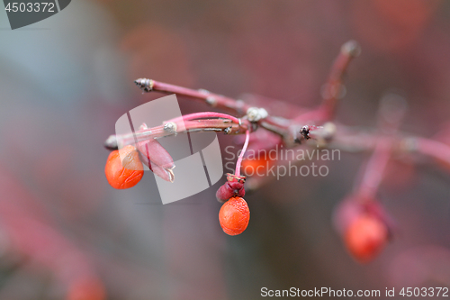 Image of Compact Burning Bush