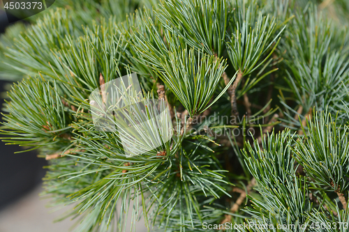 Image of Tempelhof Japanese White Pine