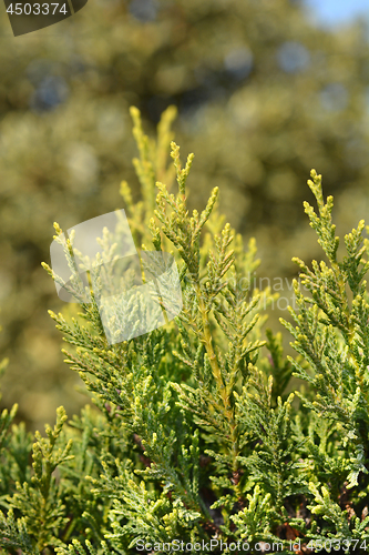 Image of Leyland cypress Castlewellan Gold