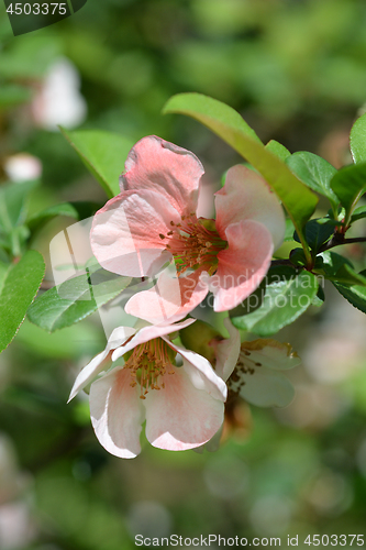 Image of Japanese flowering quince