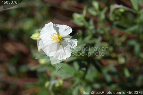 Image of White rockrose