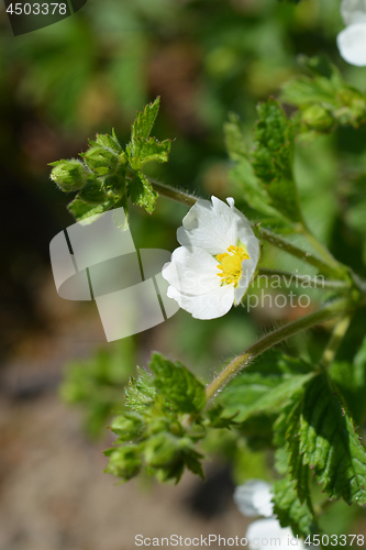 Image of Rock cinquefoil White Beauty