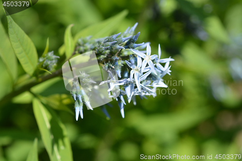 Image of Eastern Bluestar