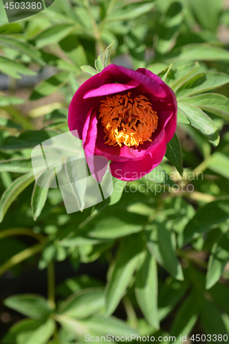 Image of Low peony