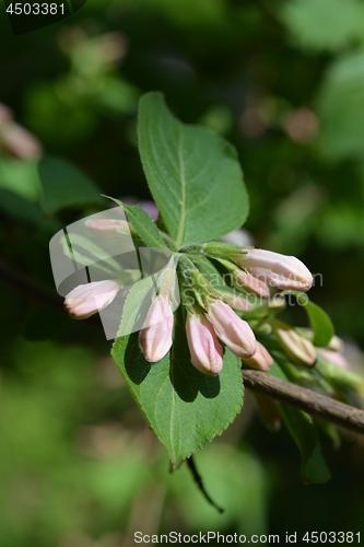 Image of Japanese weigela