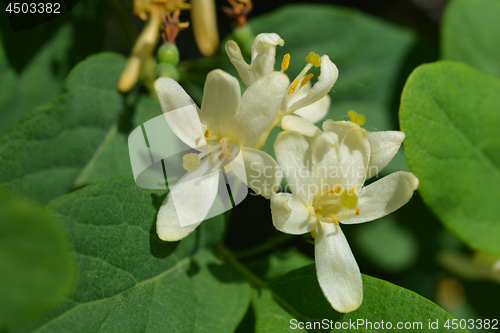 Image of Morrows honeysuckle