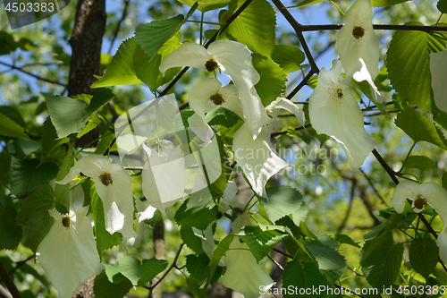 Image of Handkerchief tree