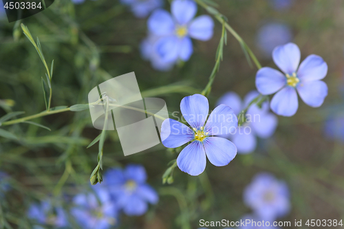 Image of Alpine flax