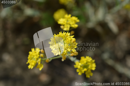 Image of Aurinia sinuata yellow flower