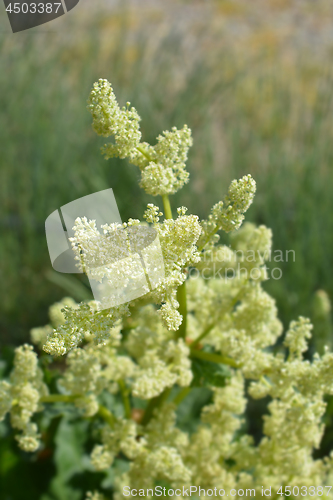 Image of Rhubarb flower