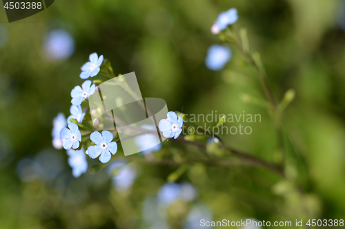 Image of Siberian bugloss