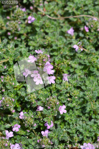 Image of Wild thyme