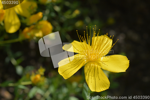 Image of Mount Olympus St Johns-wort